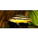 Melanochromis Auratus Melanochromis Auratus