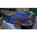 Aulonocara Stuartgranti