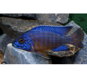 Aulonocara Stuartgranti