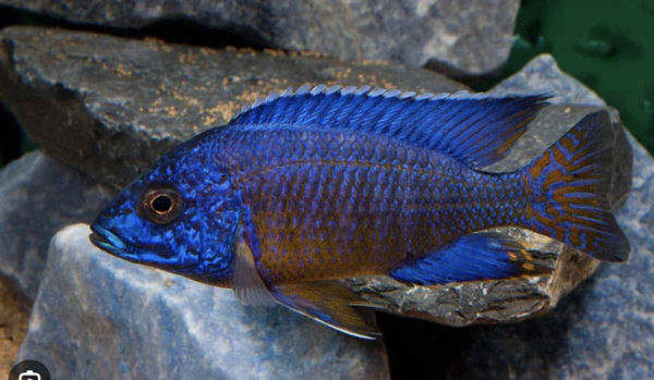 Aulonocara Stuartgranti