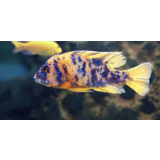 Aulonocara Multicolor