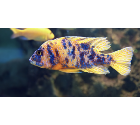 Aulonocara Multicolor