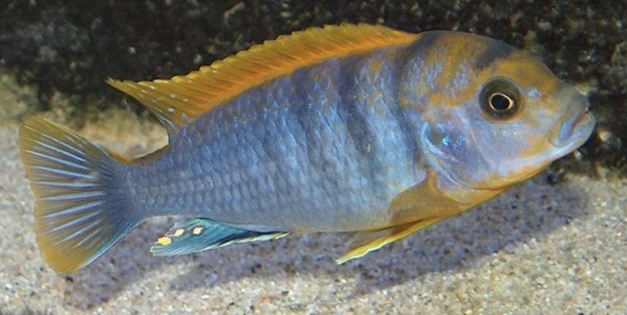 Labidochromis Hongi Red