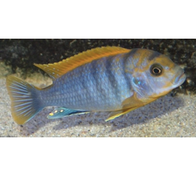 Labidochromis Hongi Red