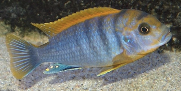 Labidochromis Hongi Red