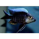 Aulonocara Kandeense