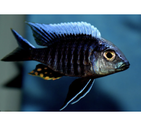 Aulonocara Kandeense