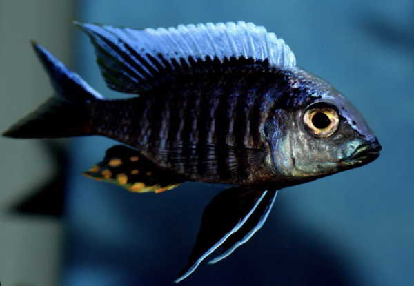 Aulonocara Kandeense