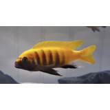 Metriaclima Zebra Gold Kawanga