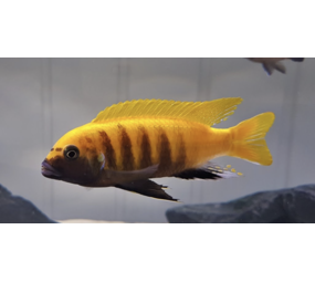Metriaclima Zebra Gold Kawanga