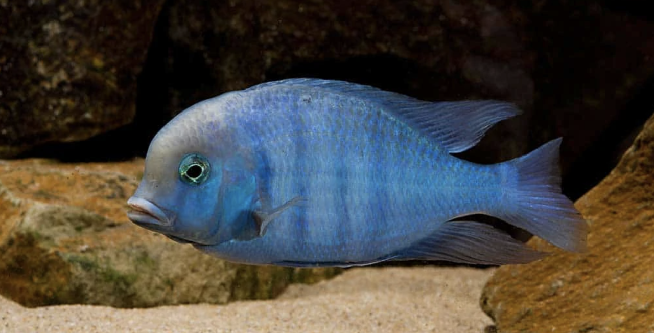 Gommers Cyrtocara Moorii