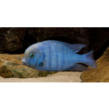 Gommers Cyrtocara Moorii
