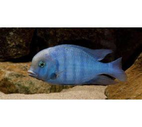 Gommers Cyrtocara Moorii