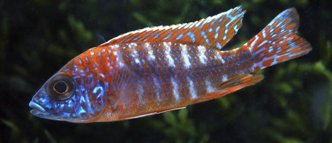 Aulonocara Red Rubin