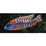 Aulonocara Red Rubin