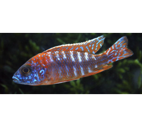 Aulonocara Red Rubin