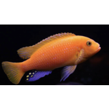 Metriaclima Estherae Coral Red