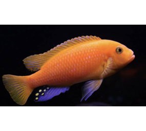 Metriaclima Estherae Coral Red