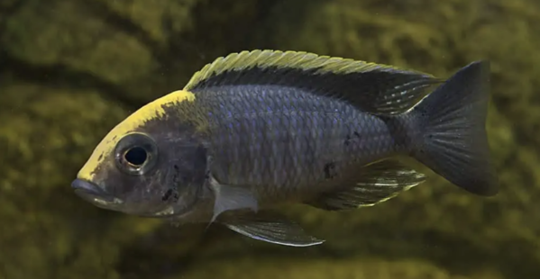 Aulonocara Maylandi Aulonocara Maylandi