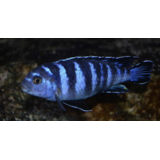 Pseudotropheus Demasoni