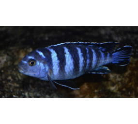 Pseudotropheus Demasoni