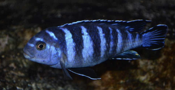 Pseudotropheus Demasoni