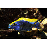 Otopharynx Lithobates