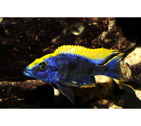 Otopharynx Lithobates