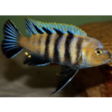 Cynotilapia Lions Cave