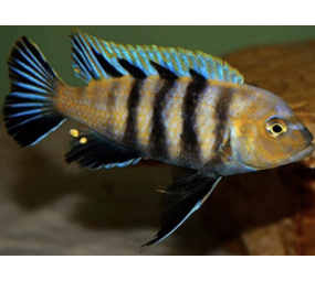 Cynotilapia Lions Cave