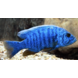 Pseudotropheus Zebra Blauw Pseudotropheus Zebra Blauw