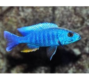 Sciaenochromis Freyeri
