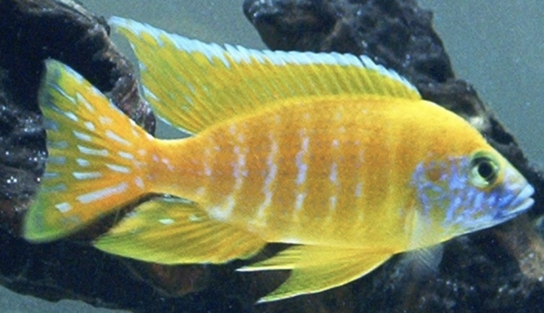 Aulonocara Maleri Aulonocara Maleri