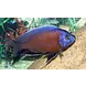 Haplochromis Borleyi Kadango Red Haplochromis Borleyi Kadango Red