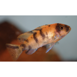 Metriaclima Estherae OB