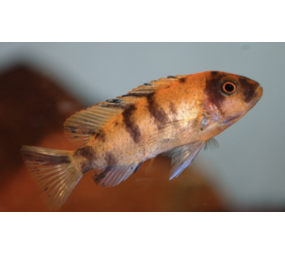 Metriaclima Estherae OB