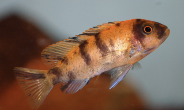 Metriaclima Estherae OB Metriaclima Estherae OB