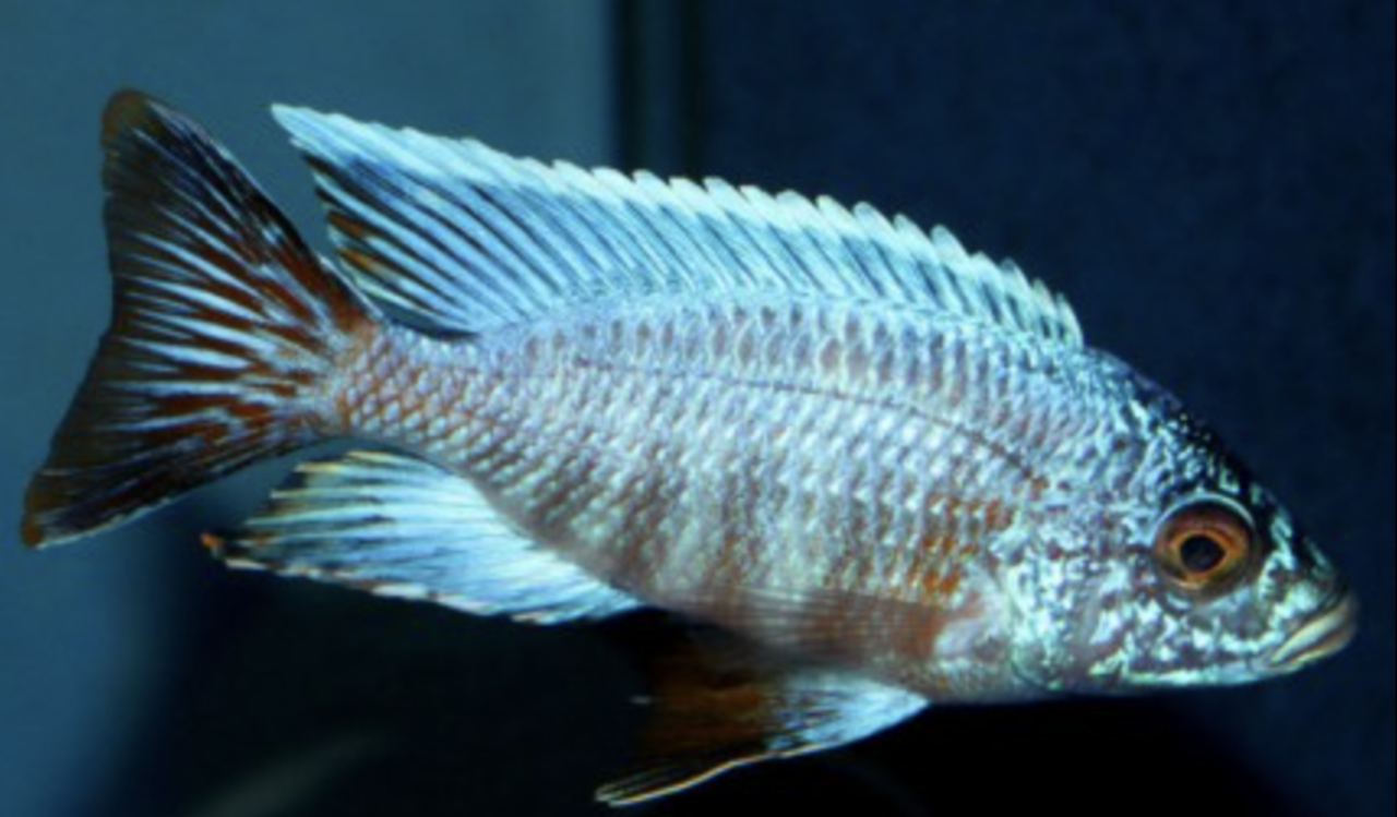 Aulonocara Turkis Cobwe Aulonocara Turkis Cobwe
