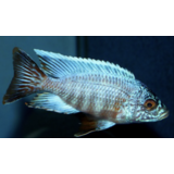 Aulonocara Turkis Cobwe