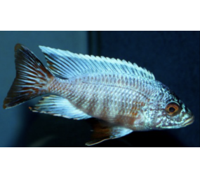 Aulonocara Turkis Cobwe