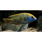 Nimbochromis Venustus