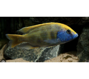 Nimbochromis Venustus
