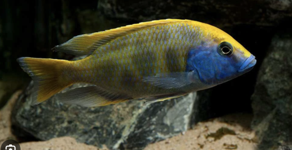 Nimbochromis Venustus Nimbochromis Venustus