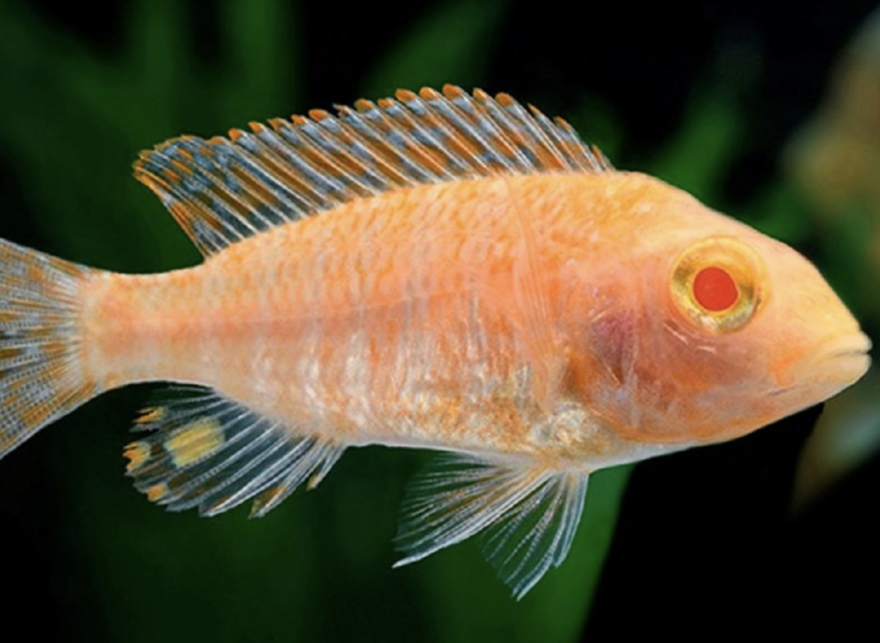 Aulonocara Fire Fish Albino Aulonocara Fire Fish Albino