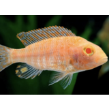 Aulonocara Fire Fish Albino