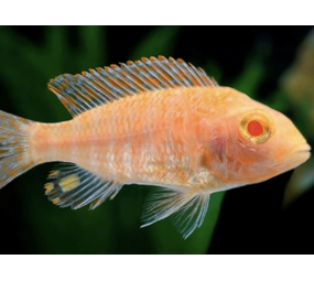 Aulonocara Fire Fish Albino