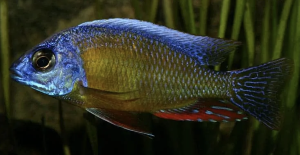 Protomelas Taiwan Reef Protomelas Taiwan Reef