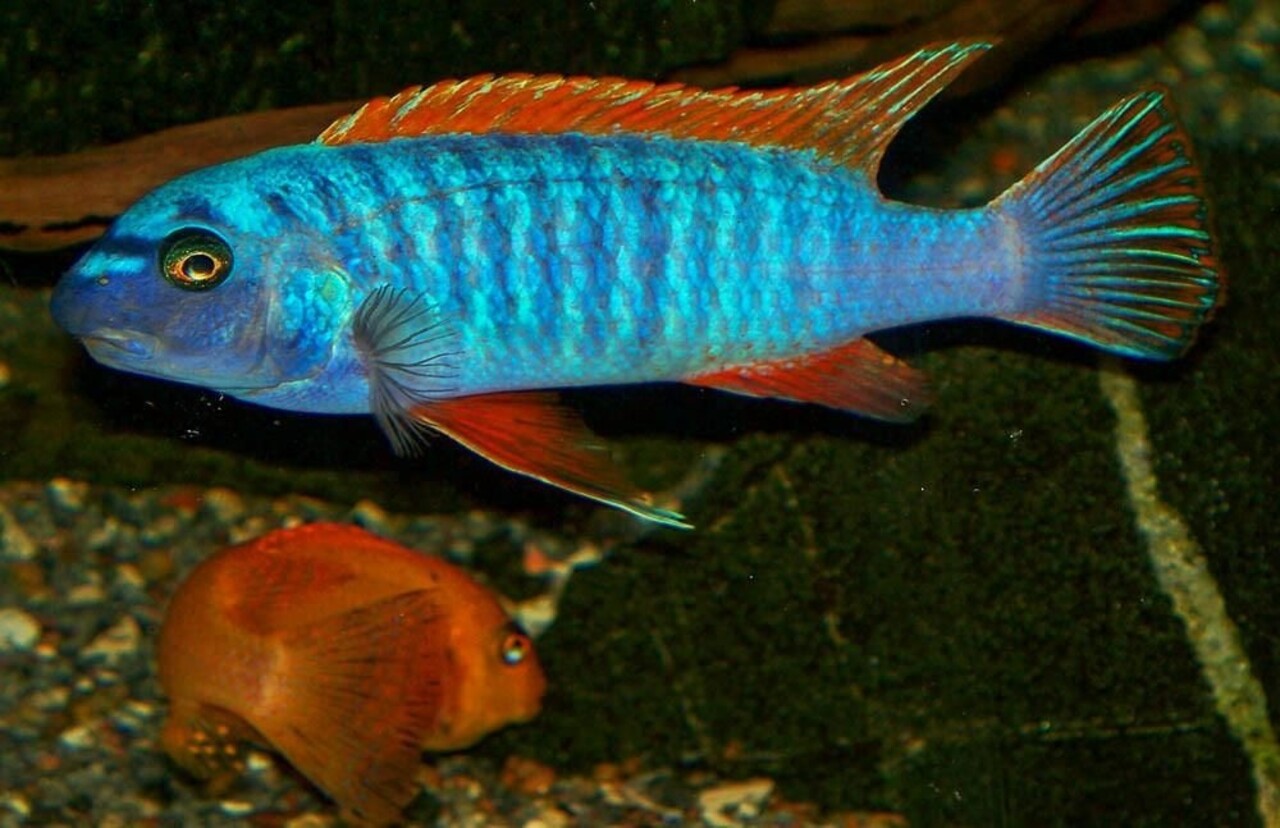 Labeotropheus Trewavasae Thumbi West