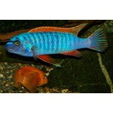 Labeotropheus Trewavasae Thumbi West