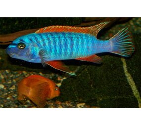 Labeotropheus Trewavasae Thumbi West